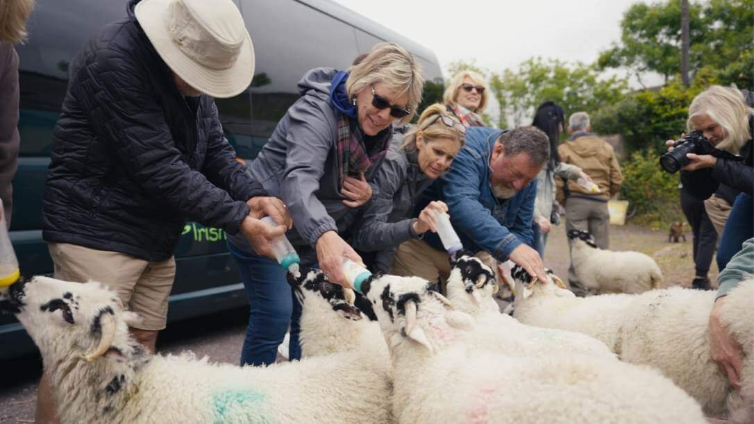 A group of guests feeding lambs at west kerry sheep farm 