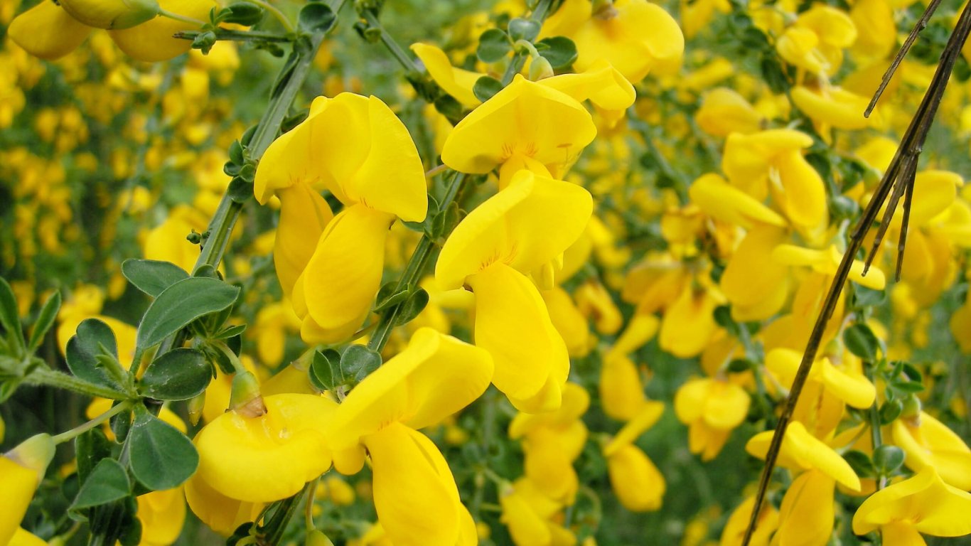 The Irish wildflower, the Broom Cytisus Scoparius Danny