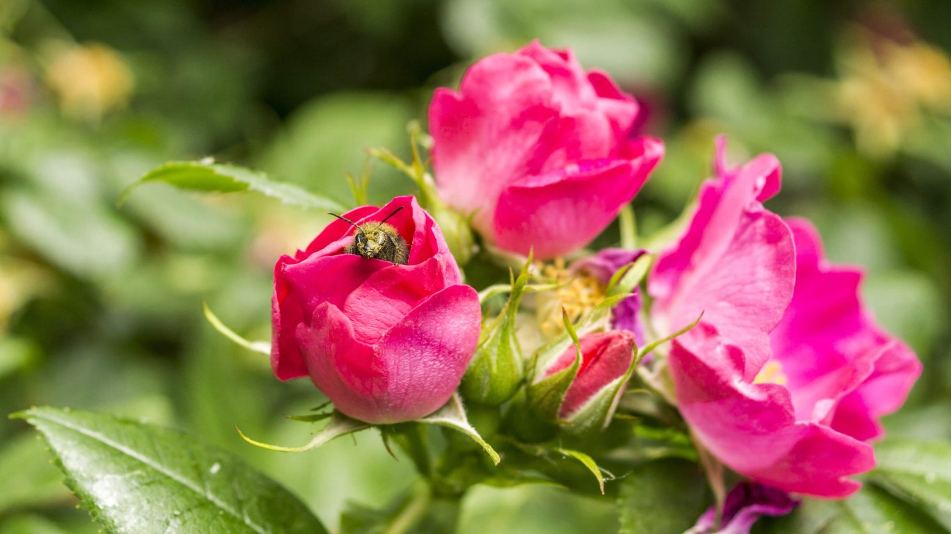 The Irish wildflower, the Dog Rose