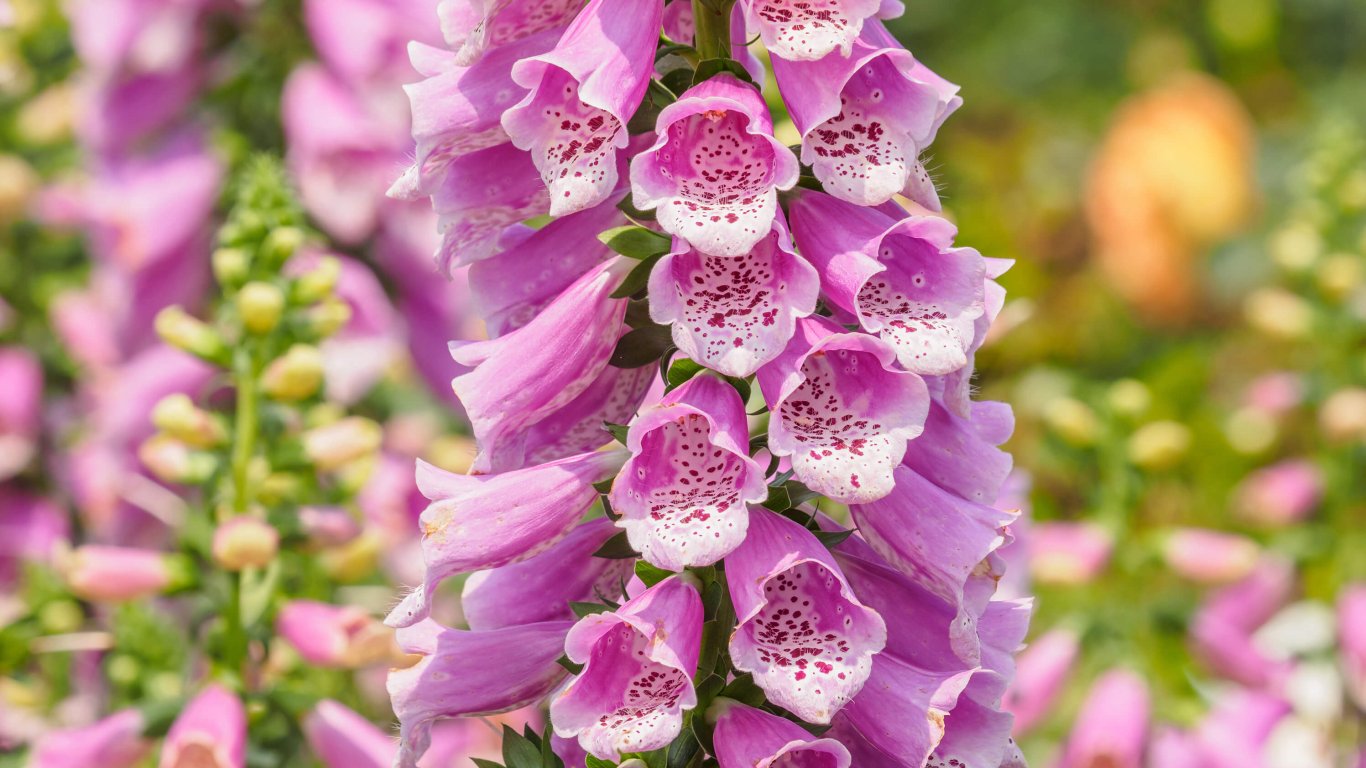 The Irish wildflower, the pink Foxglove