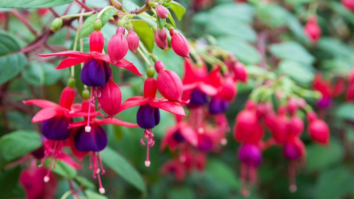 The Irish wildflower, Fuchsia