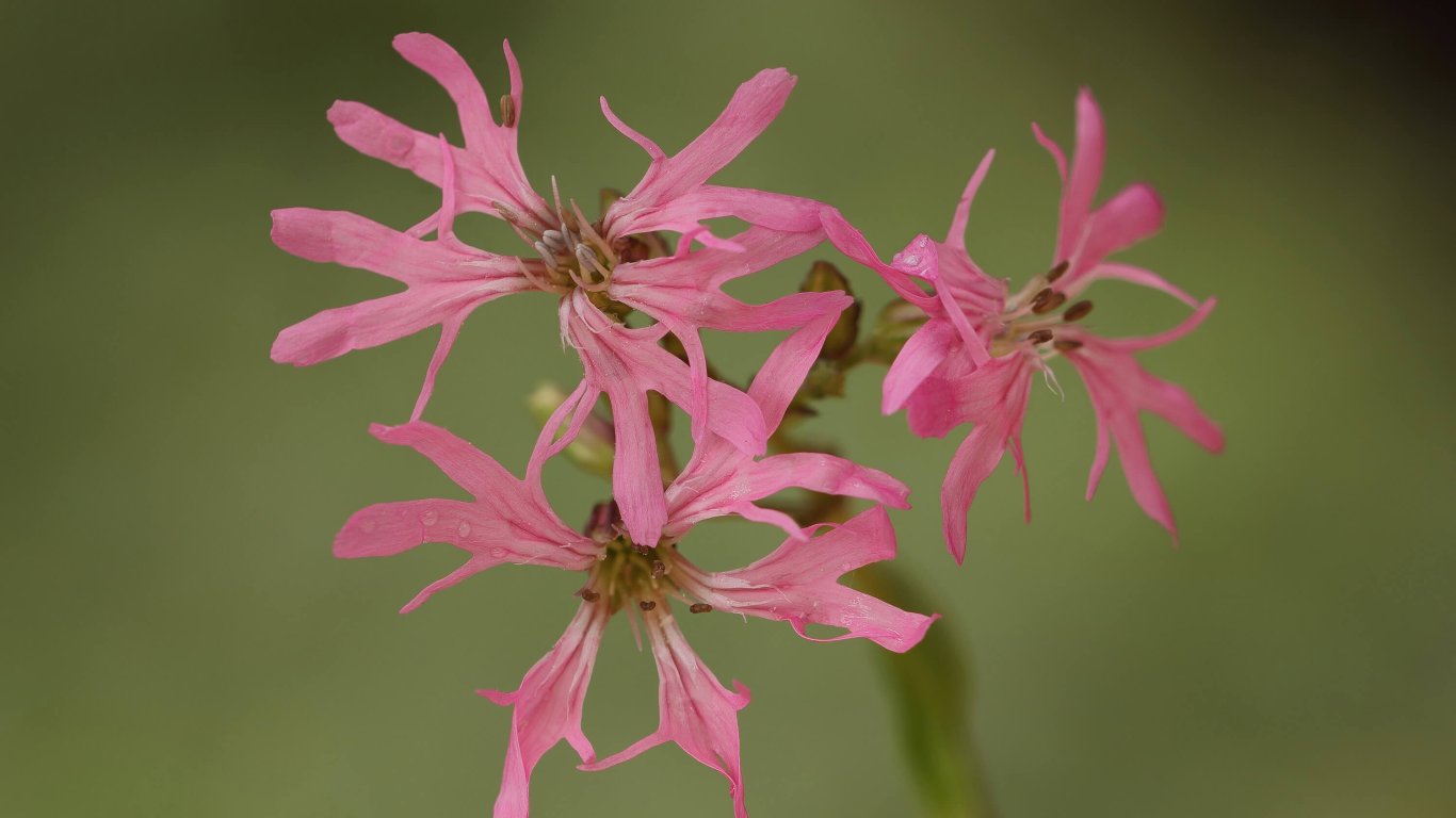 The Irish wildflower, the Ragged Robin