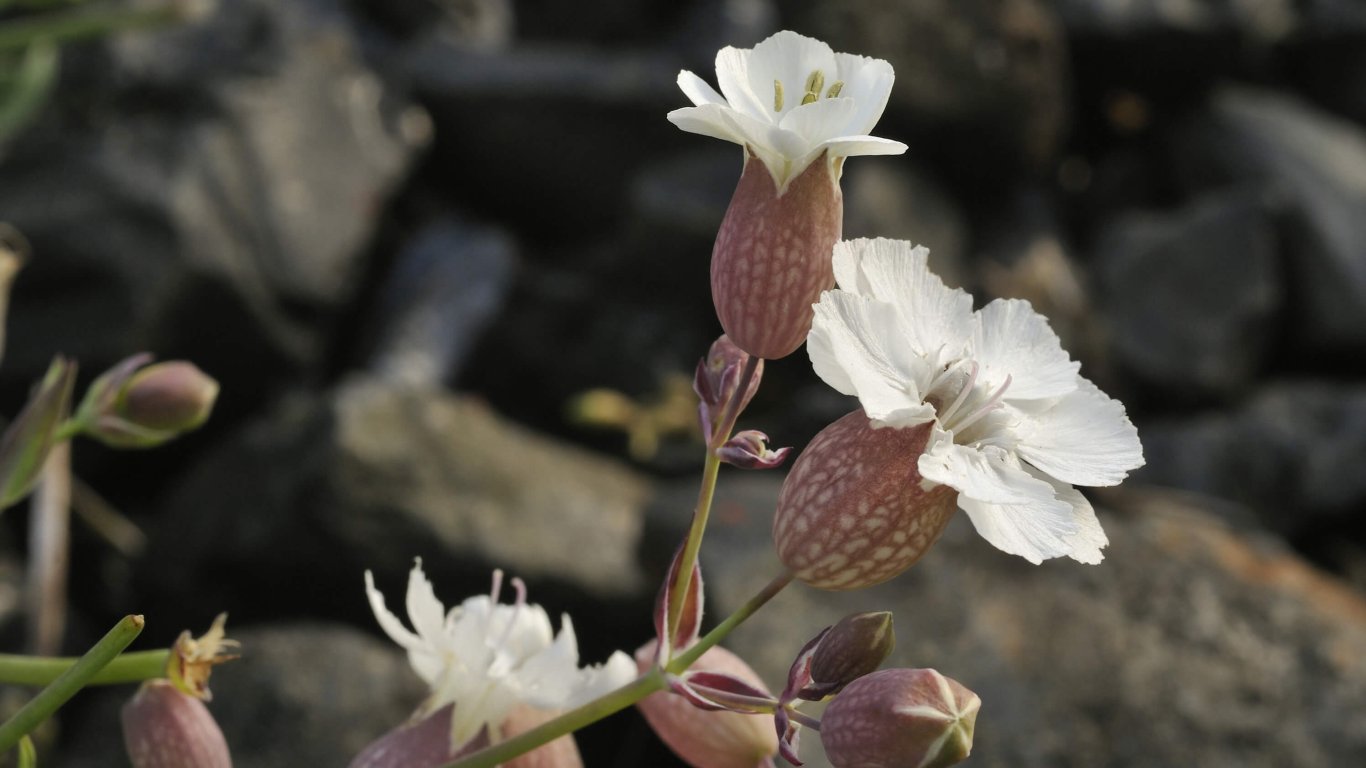 The Irish wildflower, Sea Campion