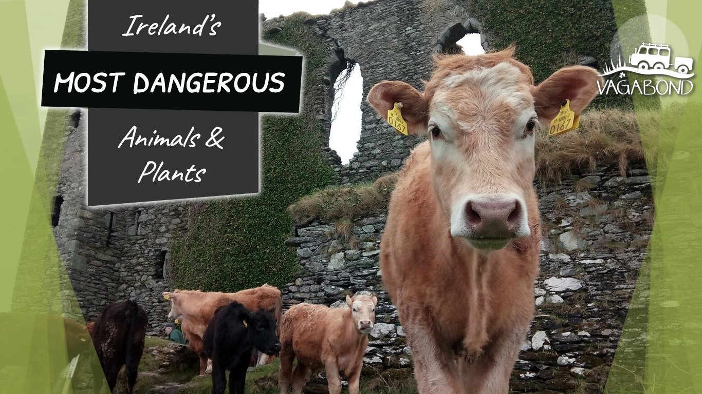 Ireland's Most Dangerous Wildlife with cow and castle