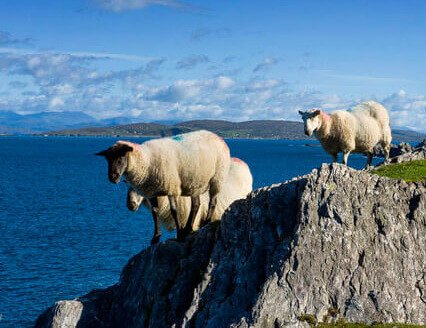 Three sheep on top of a rock in scenic Irish coastal location