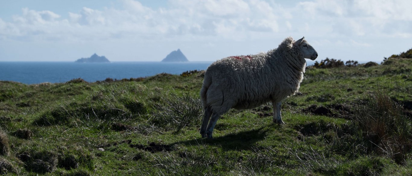 Sheep in scenic location with Skellig Islands in background in Ireland