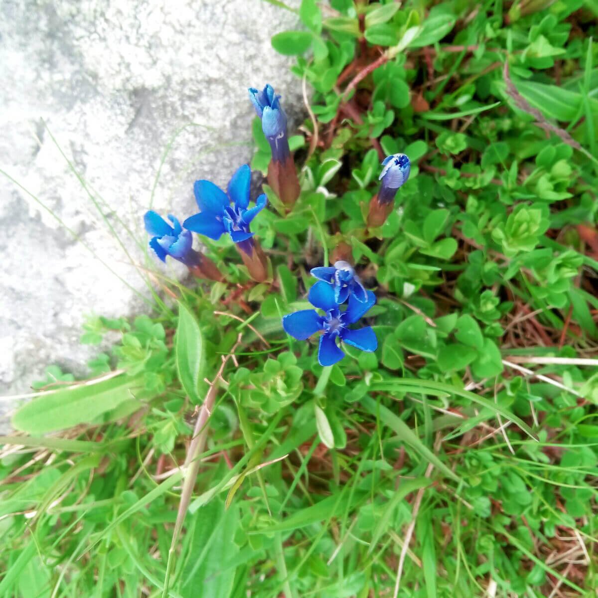 Blue Spring Gentian wildflowers growing in Ireland