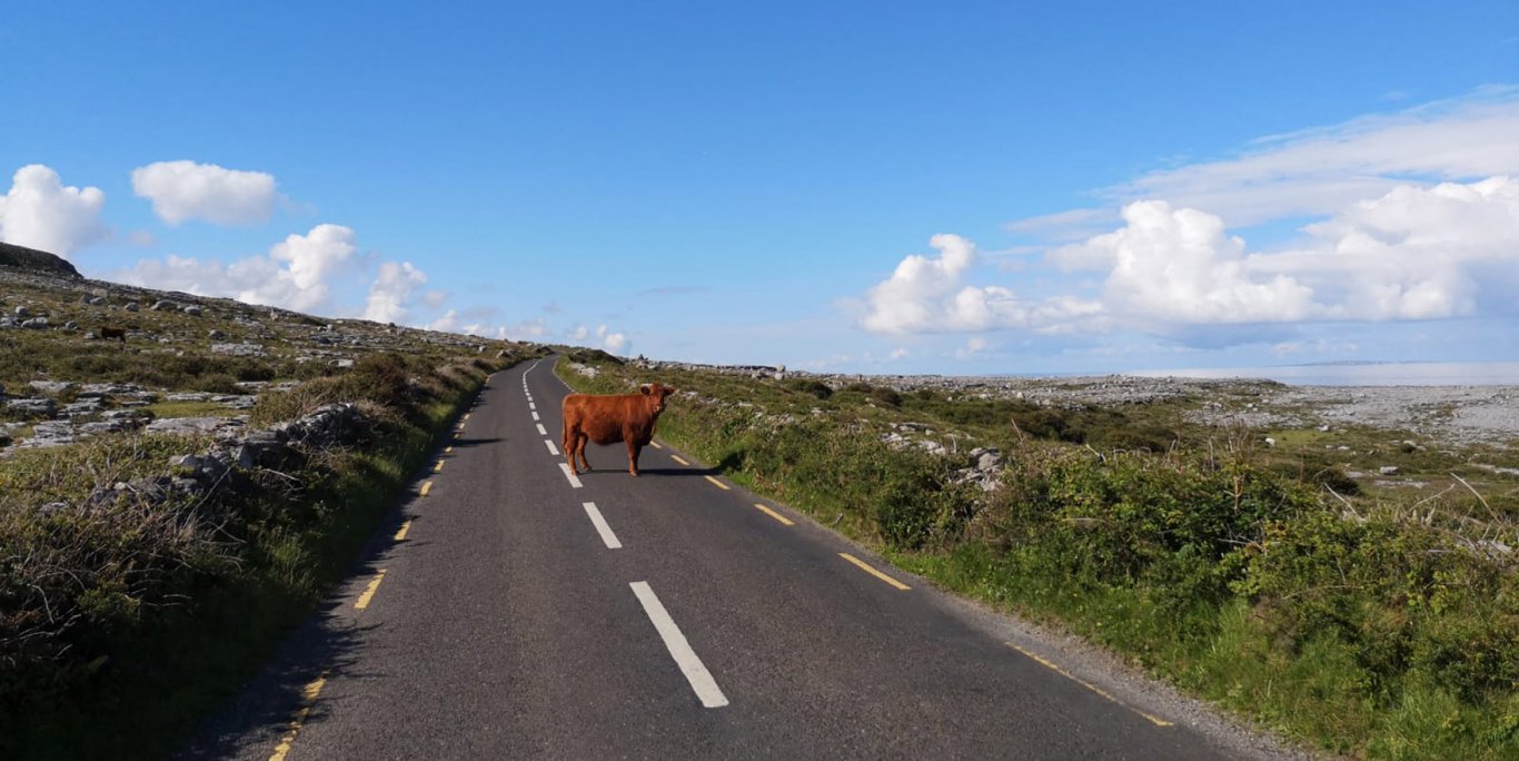 Cows in Ireland