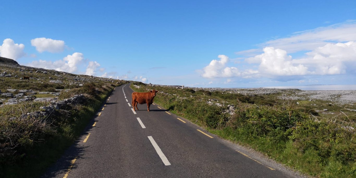 Cows in Ireland