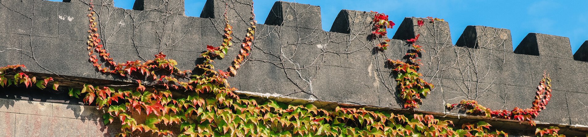 Ivy growing on the battlements of Abbeyglen Castle Hotel in Ireland