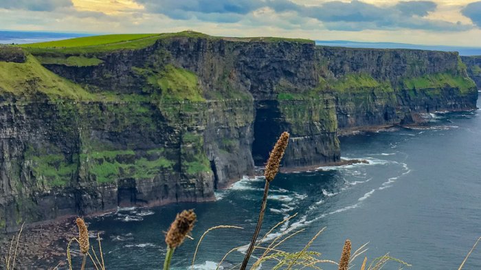 Cliffs of Moher in Ireland with plants in foreground