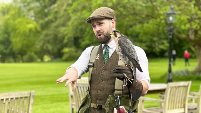Falconer holding a hawk in Ireland