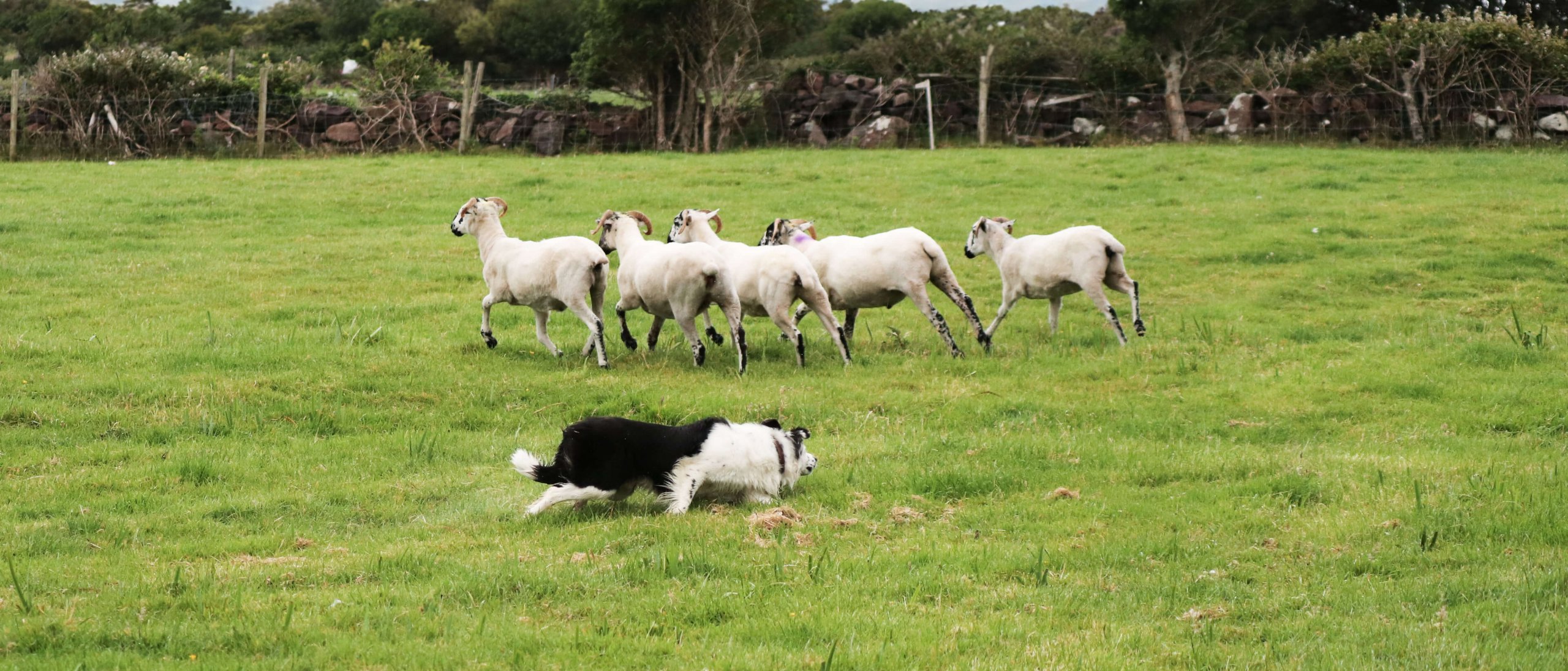 Crouching sheepdog herding a group of six sheep