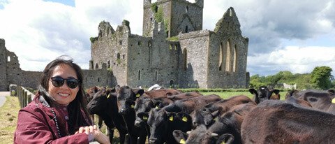 6 day southeast tour guest with ruins and cows in Ireland