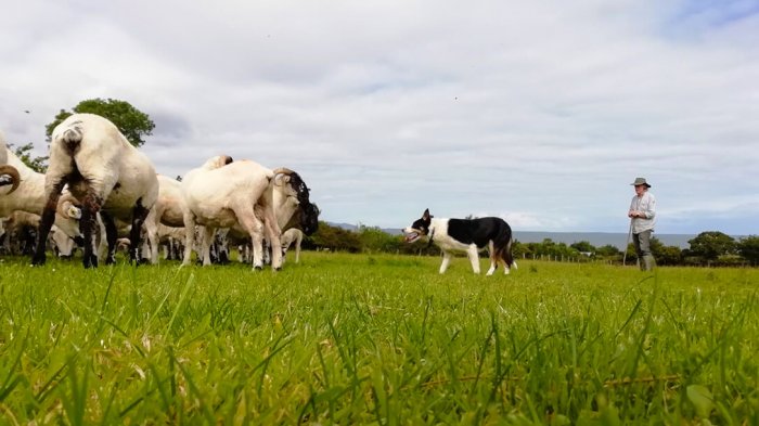A working sheepdog demonstration with a farmer, sheepdog and sheep.