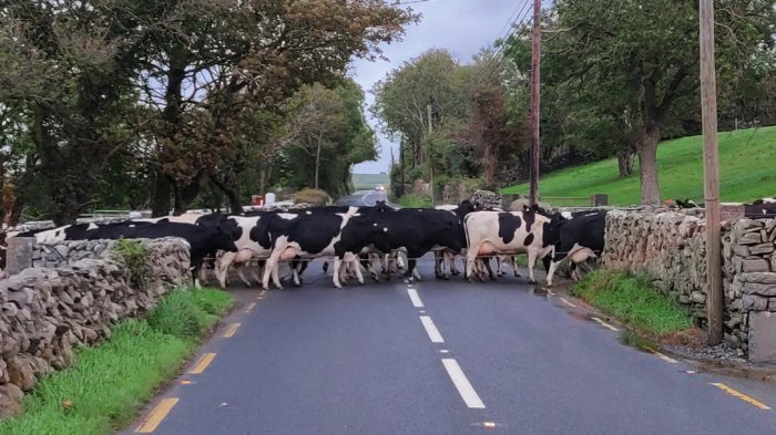 Cows crossing a country road in Ireland