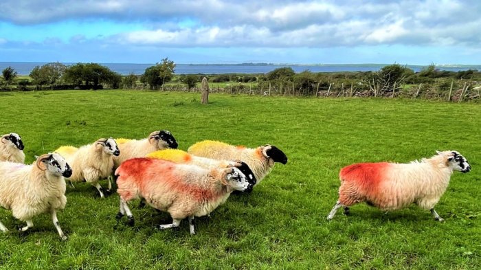 Colourful sheep running in a green field in Ireland