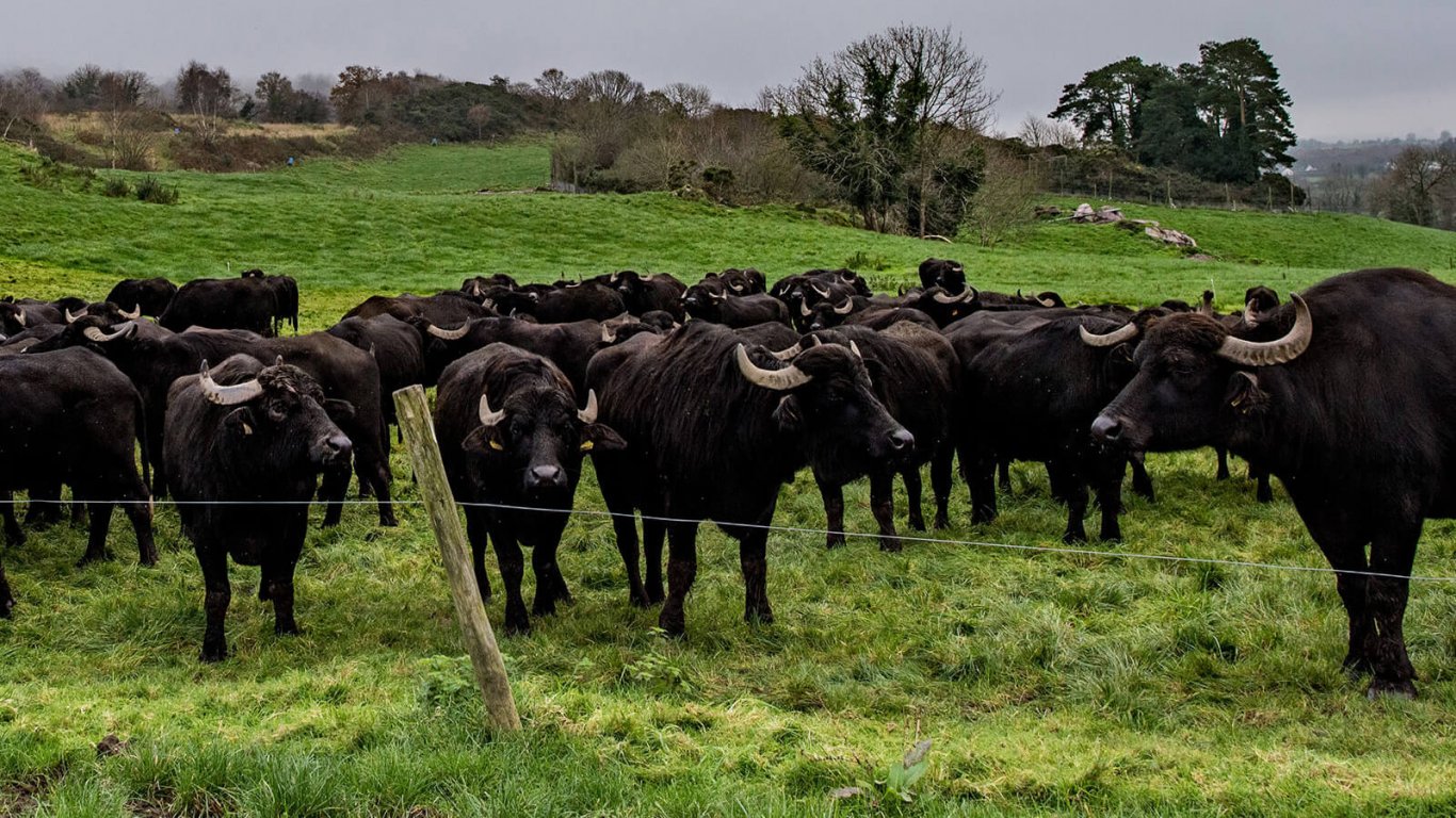 Herd of buffalo in a field in Ireland