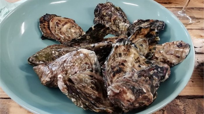 Oysters unopened on a plate