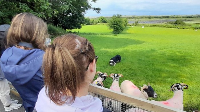 Sheep farm in Kerry, a perfect place to tour while spending 2 weeks in Ireland