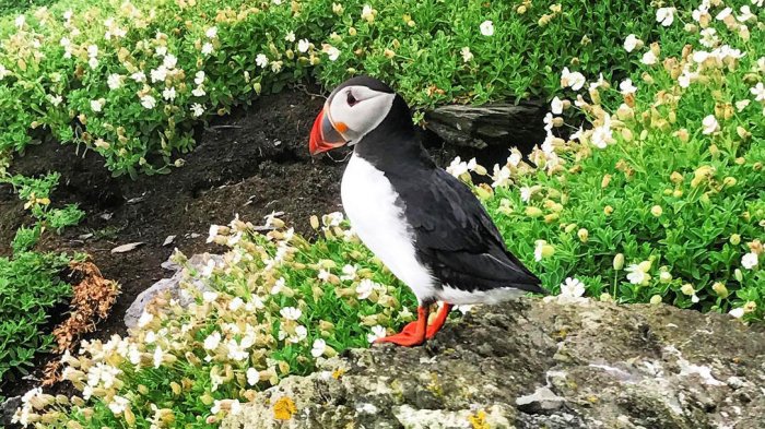 Puffin on Skellig Michael Island in Ireland