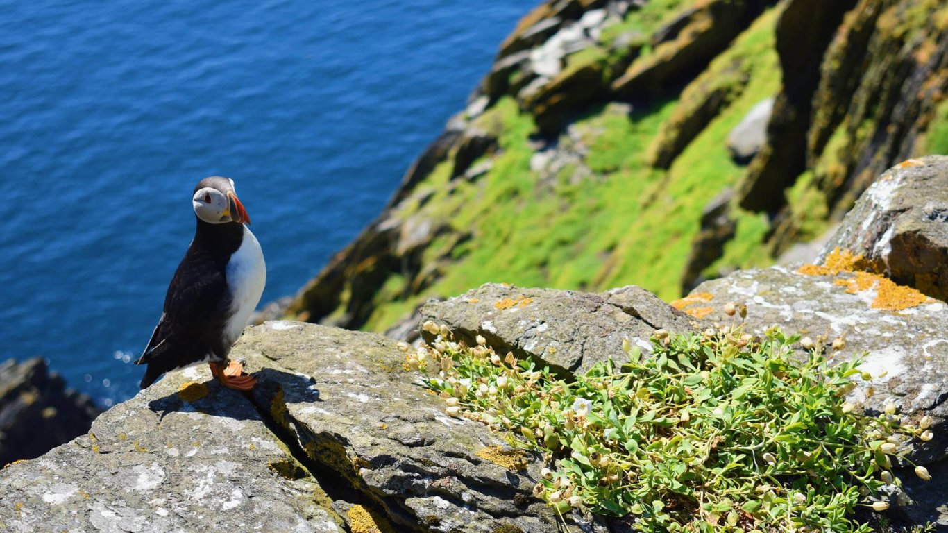 Puffin on Skellig Michael Island off Ireland