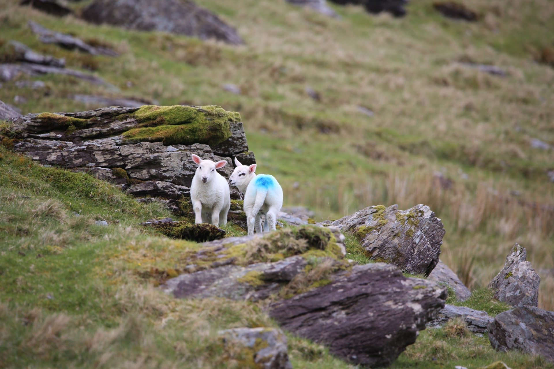 lambs, sheep 