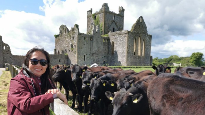 A tour guest poses with a herd of cows with the ruins of Tintern Abbey in Ireland