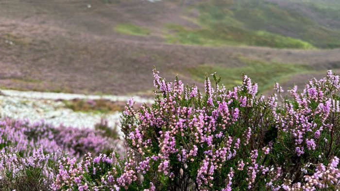 Purple heather flowers in Ireland