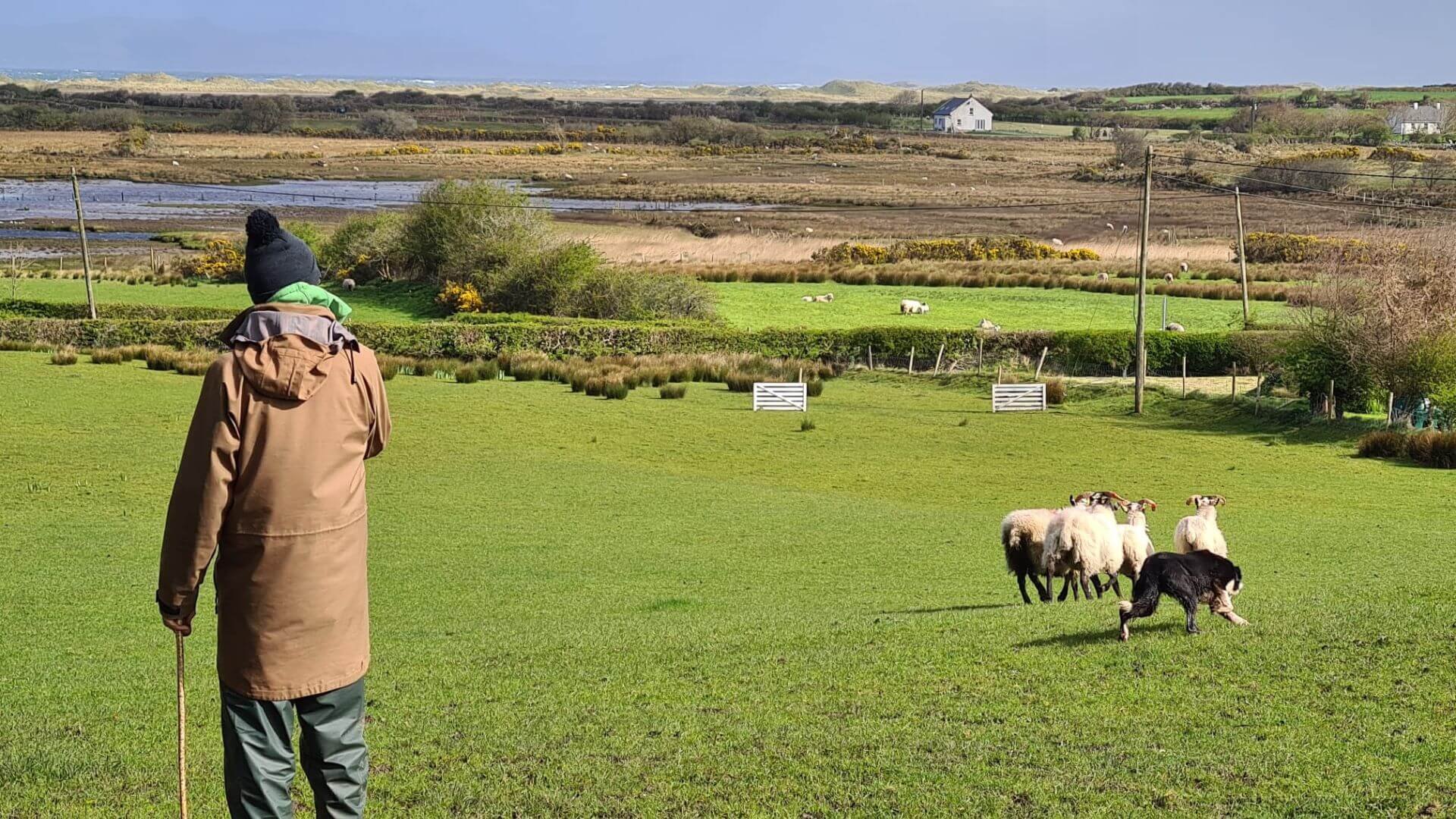 A sheepdog chasing sheep and a farmer giving orders