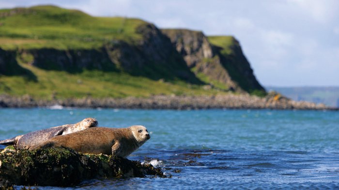 Two seals on a rock in the blue sea in front of some green topped cliffs
