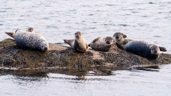 A group of seals resting on a small island in  a lake 