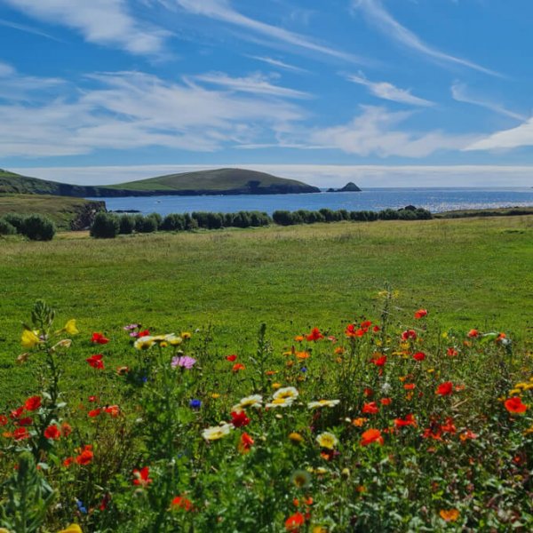 Wildflowers and meadow and blue sky in Ireland