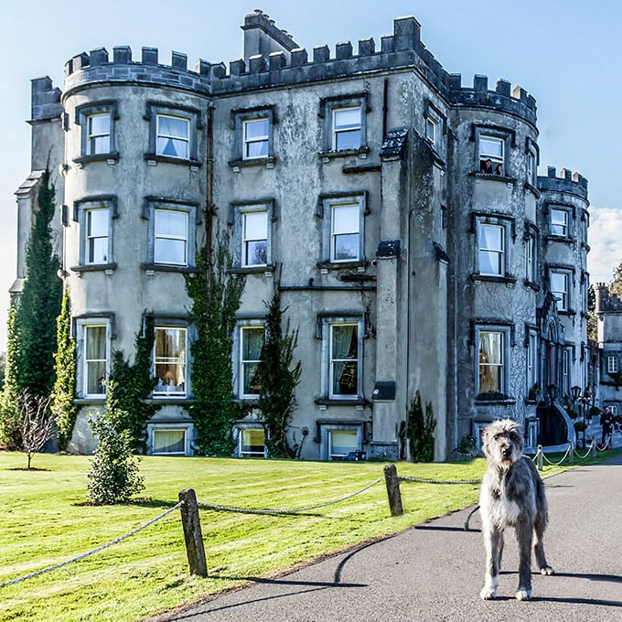 Wolfhound in front of Ballyseede Castle Hotel in Ireland