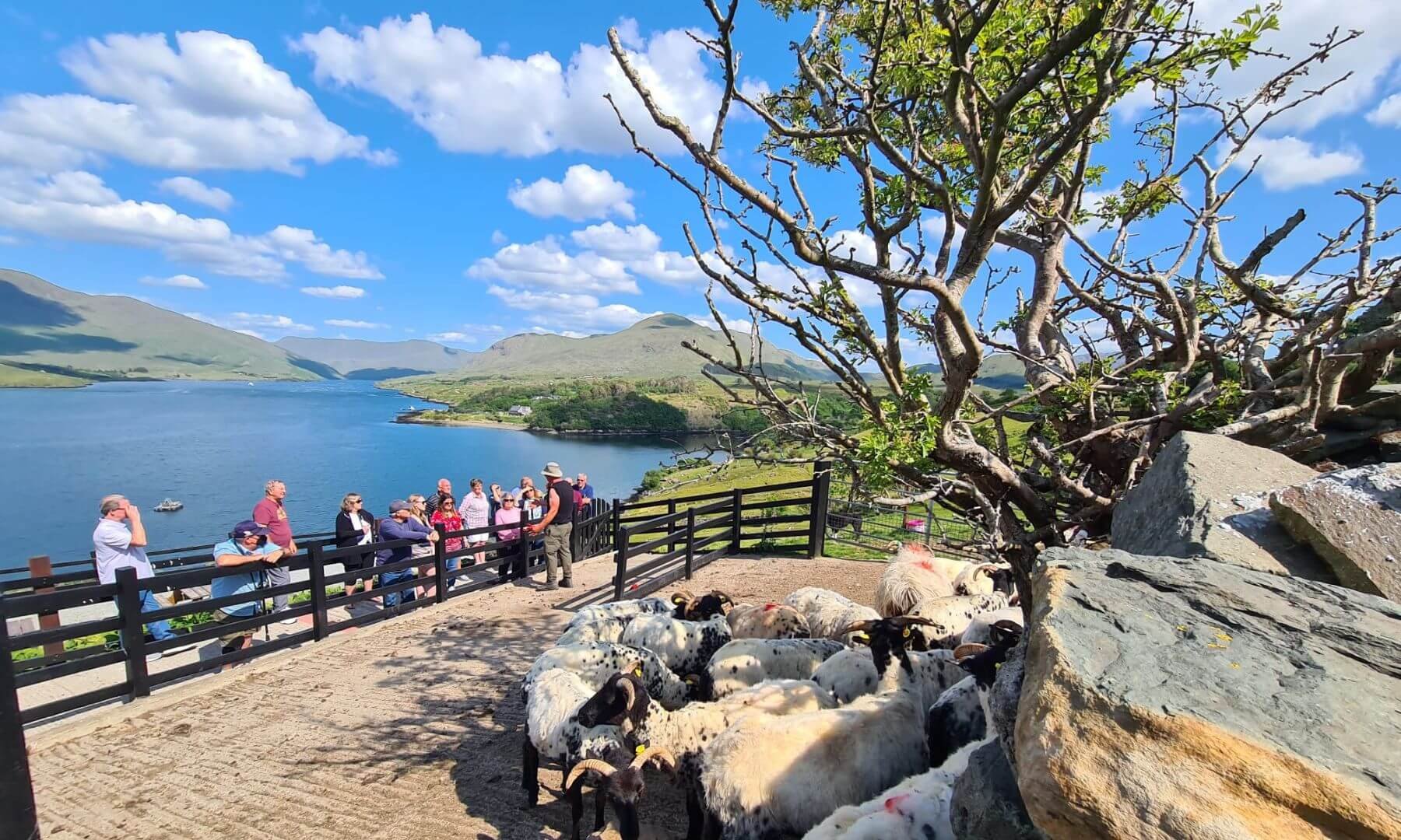 A group watching a sheep dog demo on the killary fjord