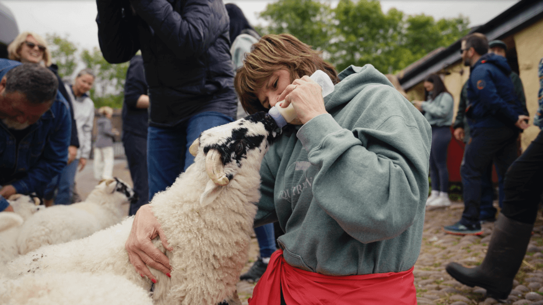 A lady feeding a sheep in west kerry sheep farm