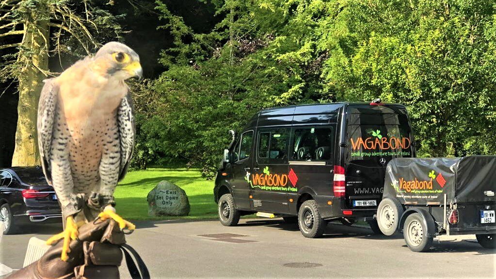 Falconry in Ireland