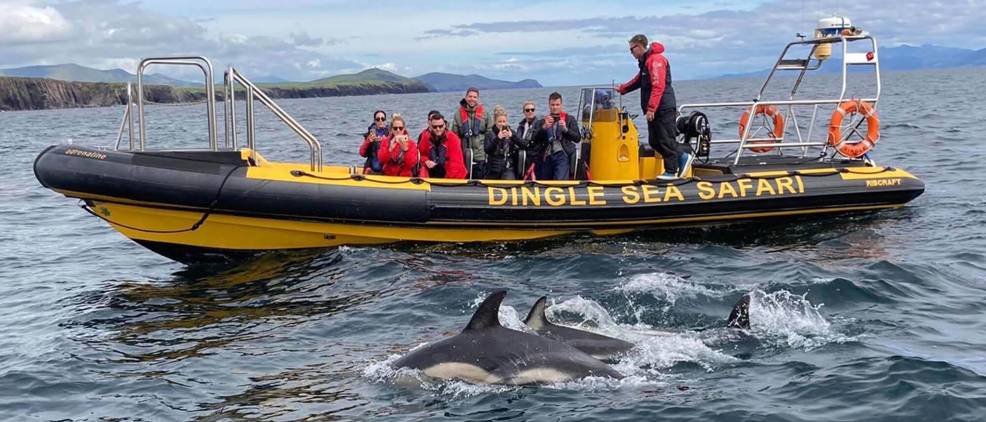 dingle sea safari