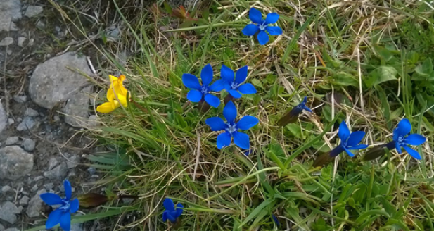 wild flowers the burren