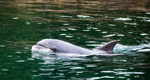 Fungi the dolphin