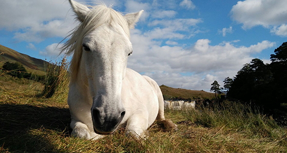 White Connemara pony in Ireland