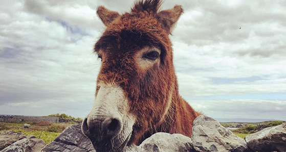 Donkey in Ireland