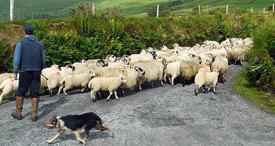 Adorable Irish Animals You Meet on the Road in Ireland