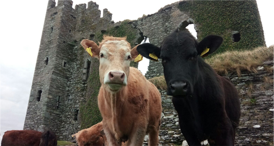 Cows at a castle in Ireland