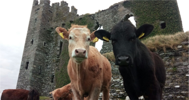 Best Burgers in Ireland 