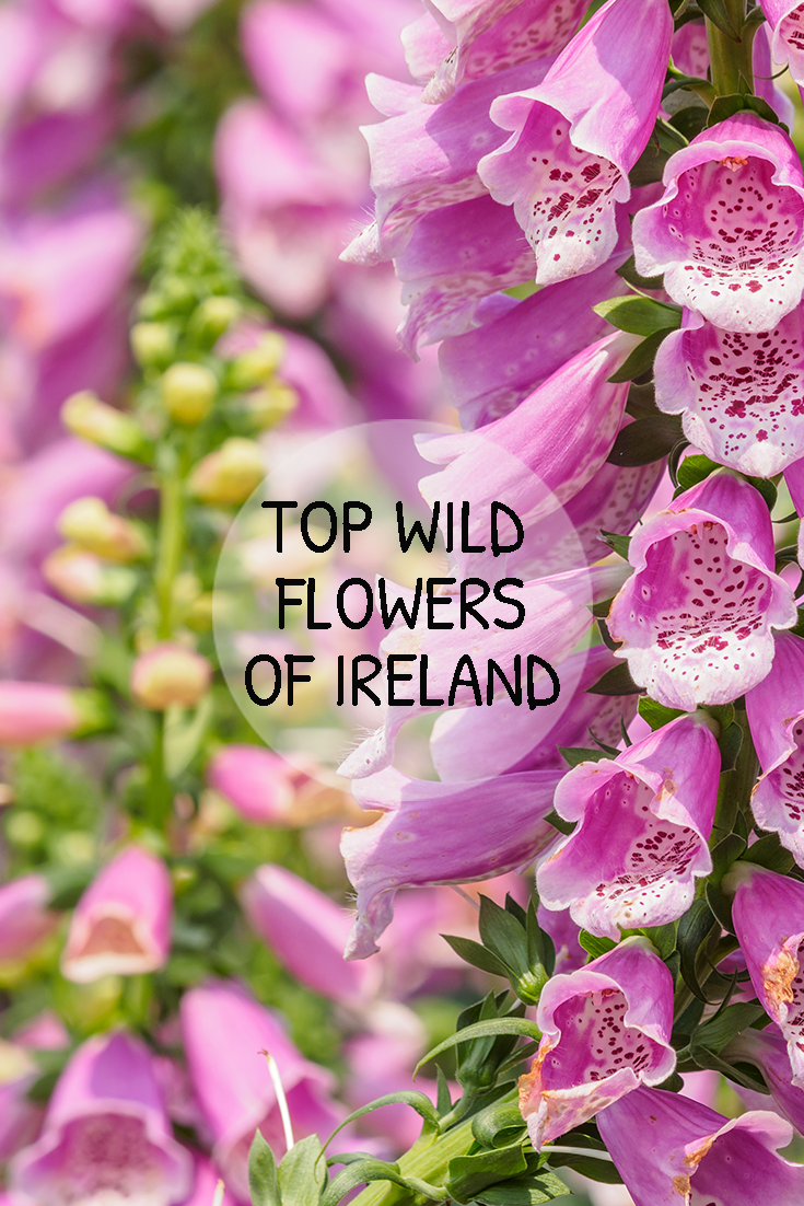 Wild Flowers Of Ireland Ireland Tours Small Group Vacation Tours 