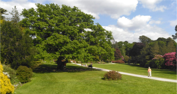 Giant Oak