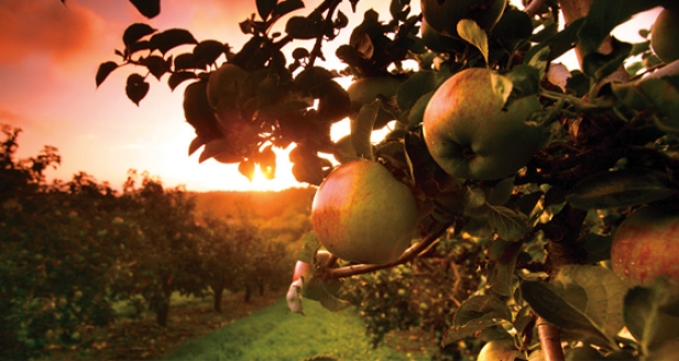 Orchard
