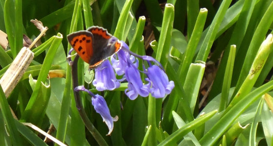 Copper butterfly on bluebell in Sheskinmore. Photo courtesy of Friends of Sheskinmore