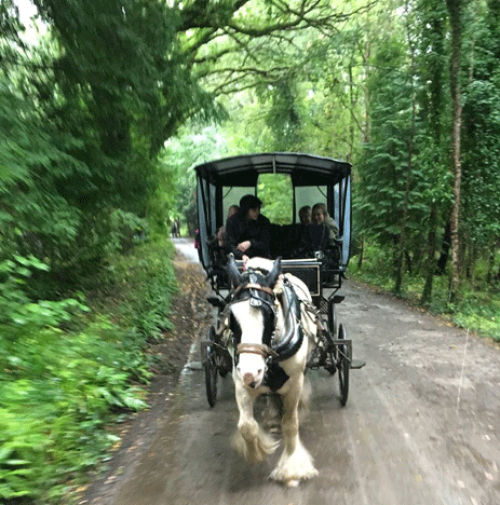 Killarney National Park jaunting car